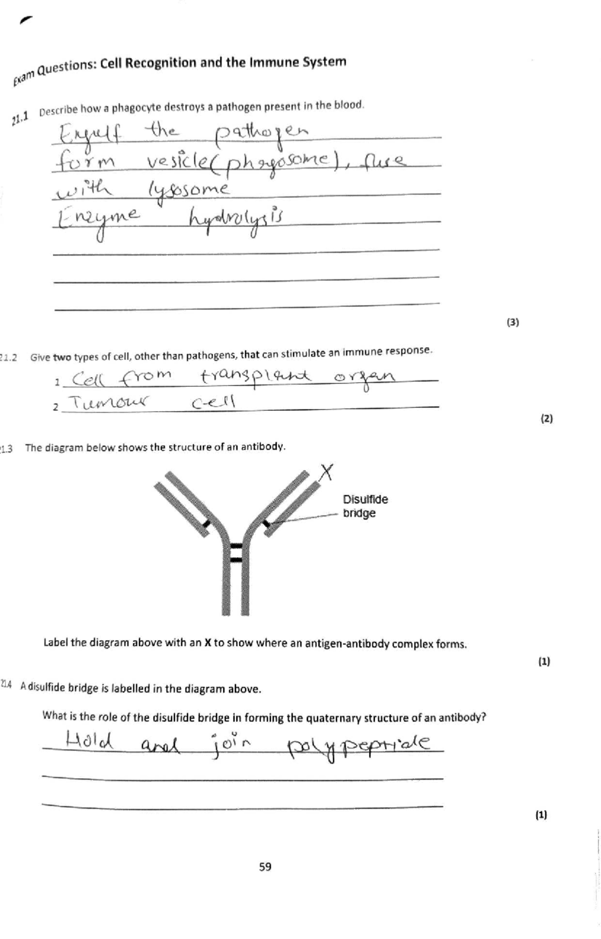 Immune system - Exam questions for cell recognition and immune response ...