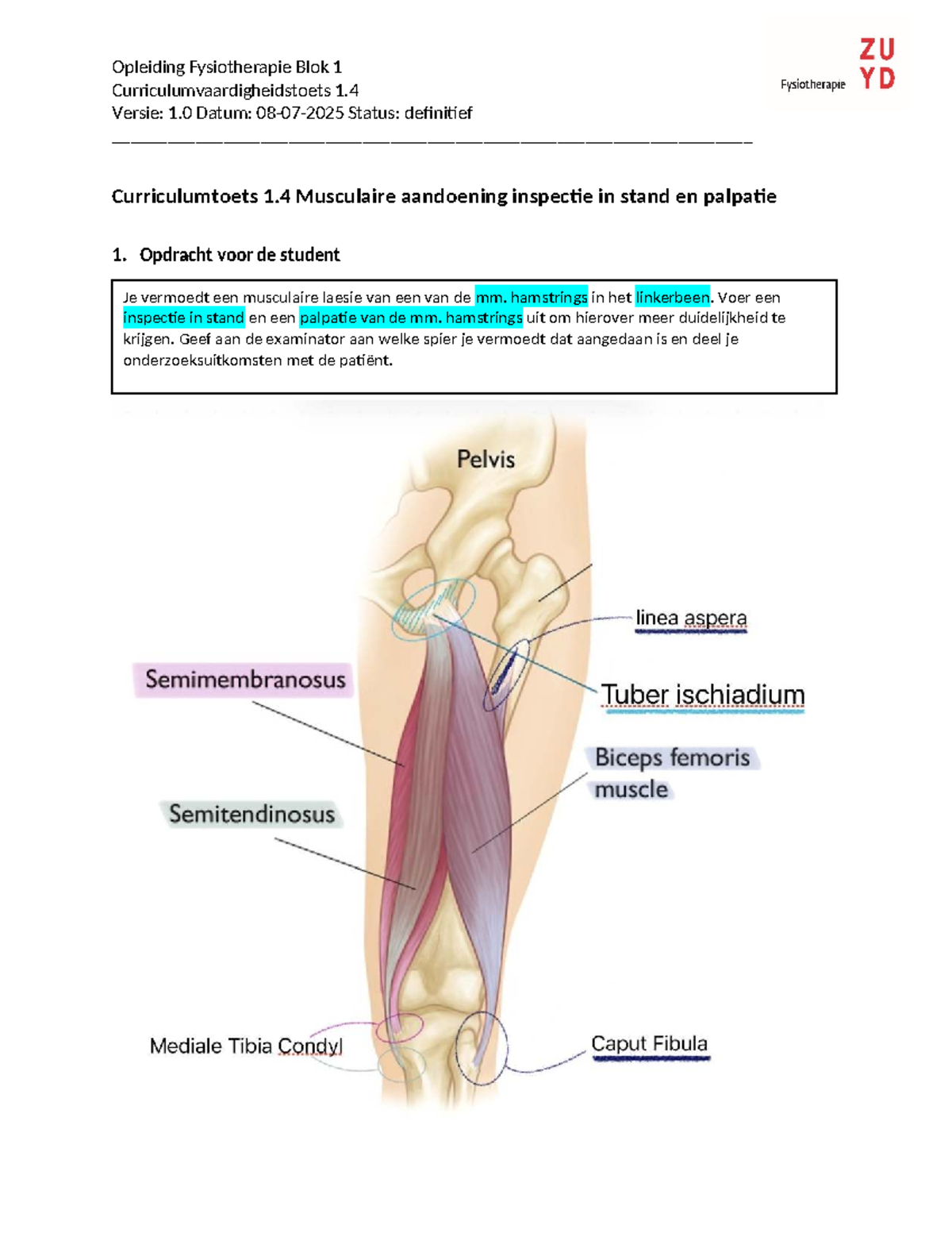 CCVH 1.4 Musculaire Aandoening: Inspectie en Palpatie Guide - Studeersnel