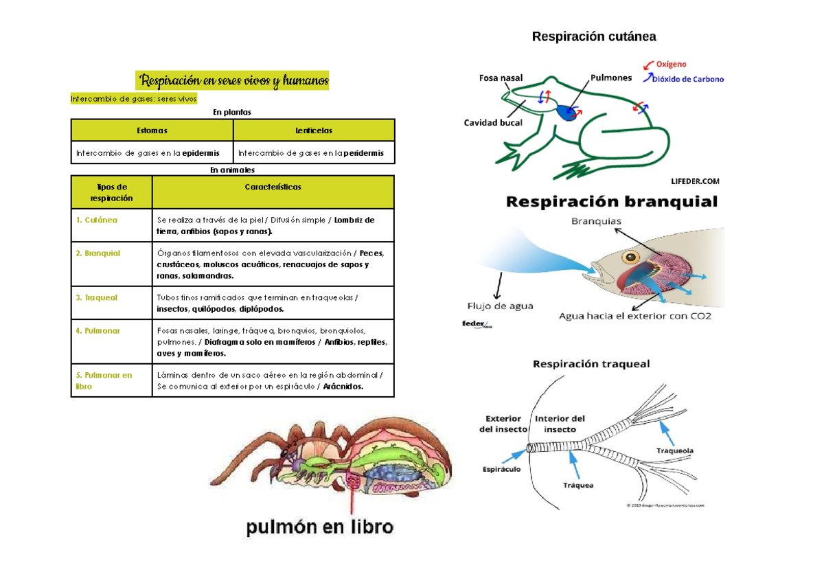 Reino Monera: Características y Clasificación de Bacterias - Studocu