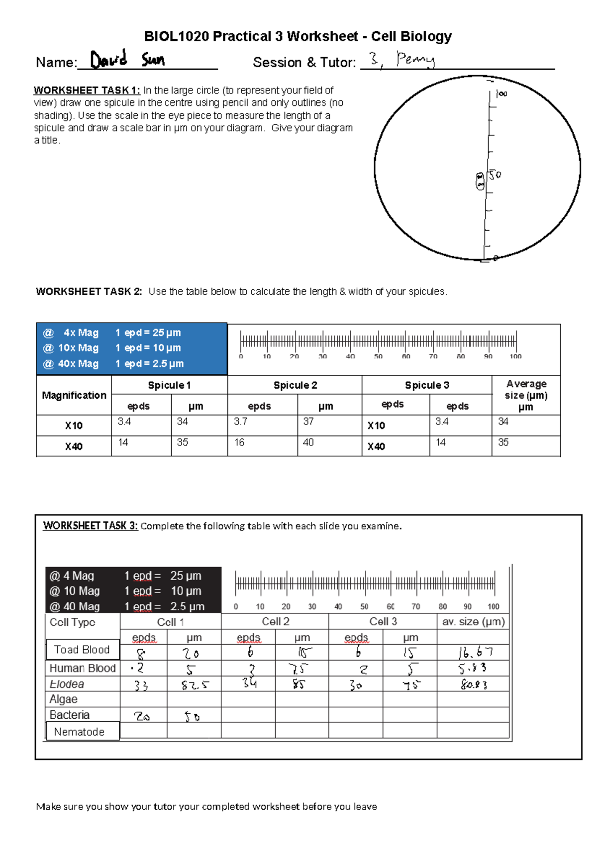 BIOL1020 Practical 3 - Cell Biology Microscopy Worksheet - Studocu