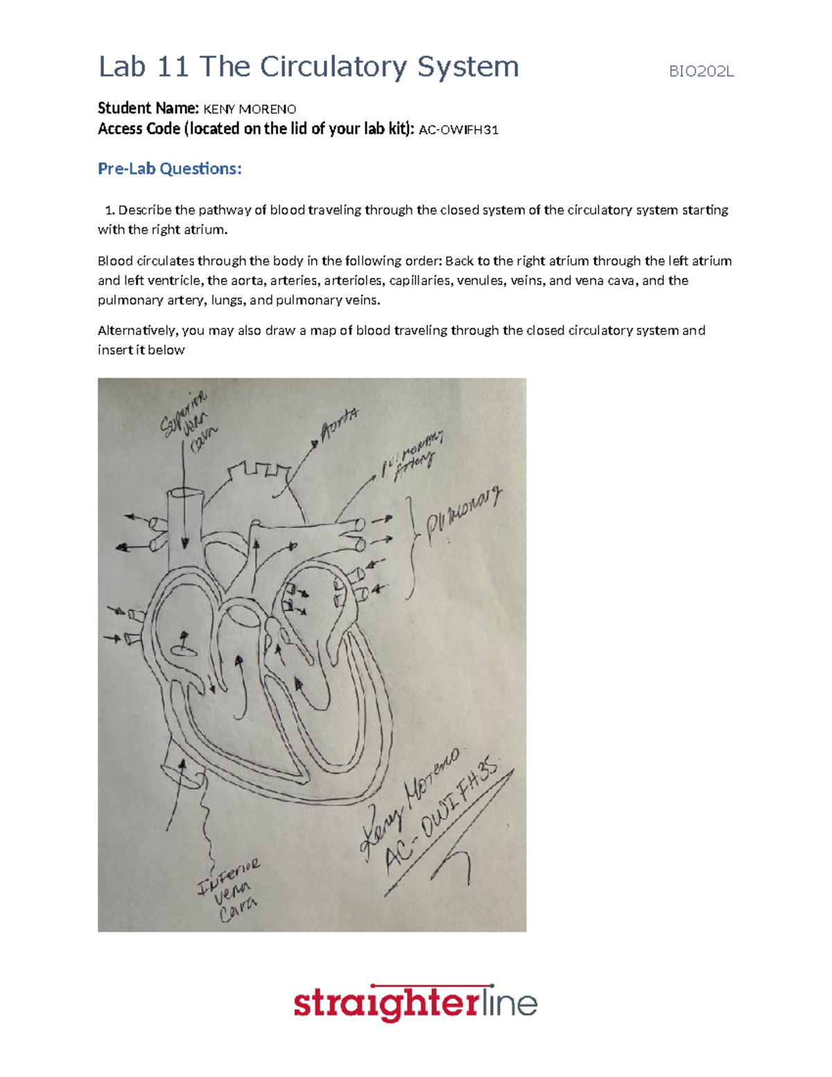 BIO202L Lab 11 Report: Circulatory System Analysis by KENY Moreno - Studocu