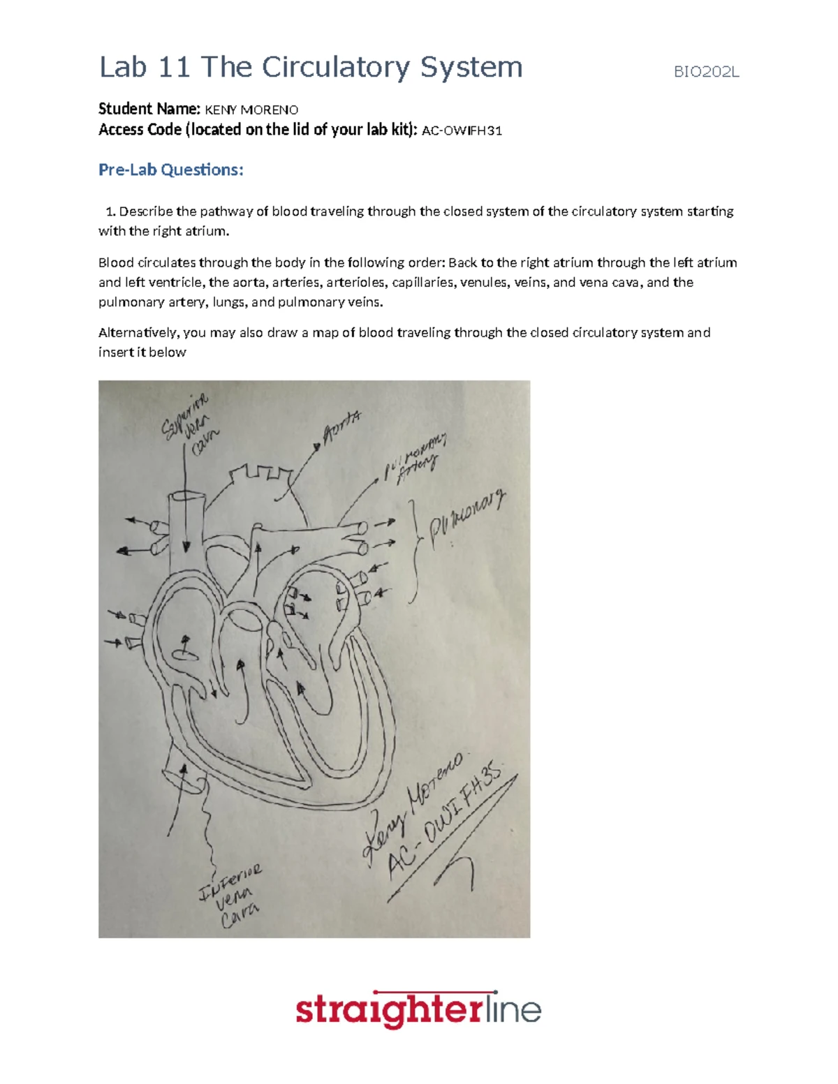 BIO202L Lab 16: Digestive System Anatomy & Functions - KENY Moreno ...