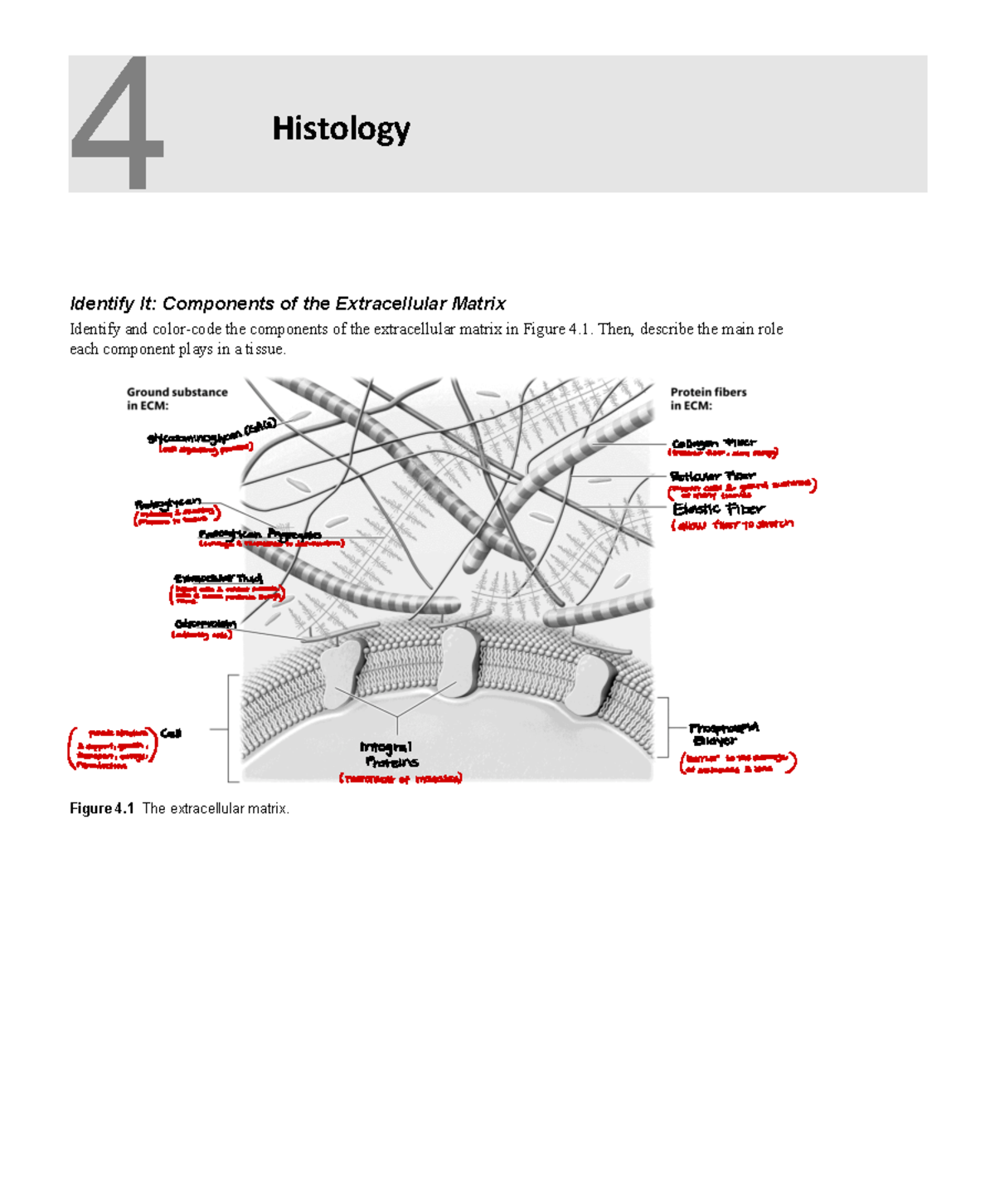 Histology CGAED: Understanding Extracellular Matrix & Tissue Types ...