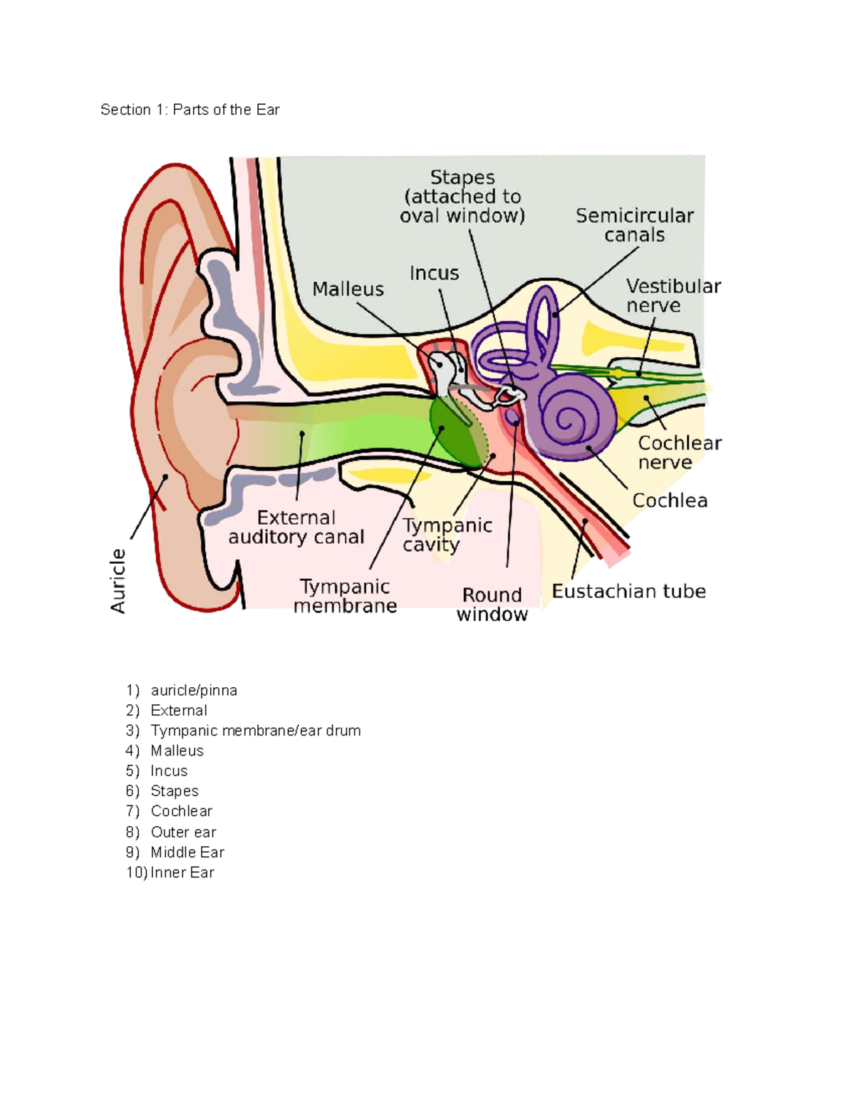 Accelerated Bio Notes: Anatomy and Function of Eye & Ear - Studocu