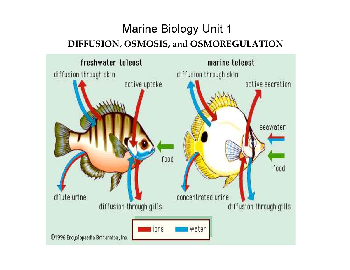 Marine Biology Unit 1: Diffusion, Osmosis & Osmoregulation Notes - Studocu