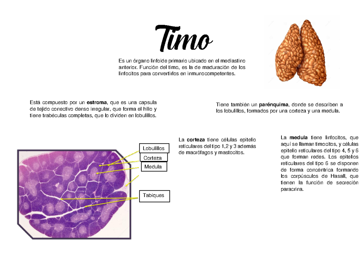 Estructura Del Timo Histologia