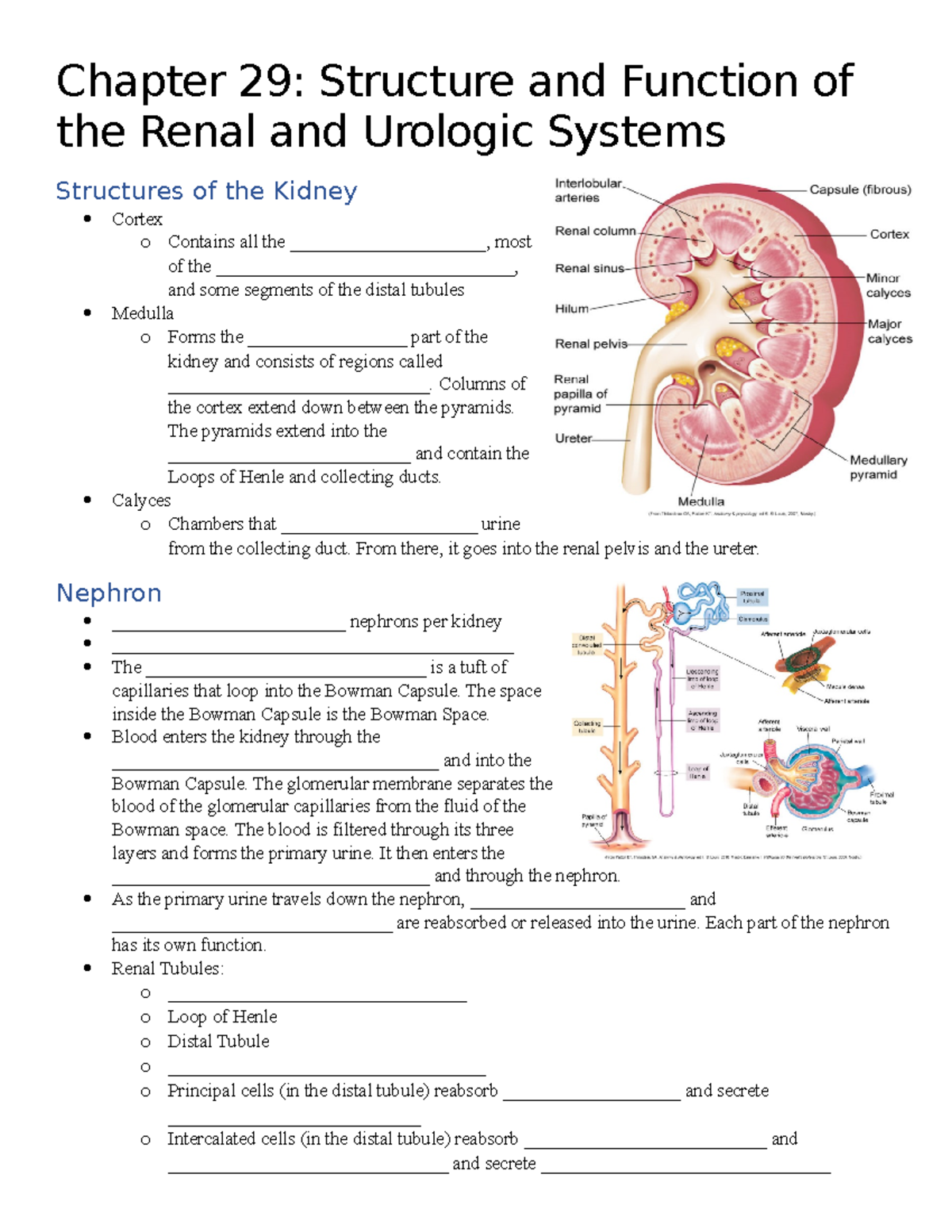Chapter 29 Notes - Structure & Function of Renal & Urologic Systems ...