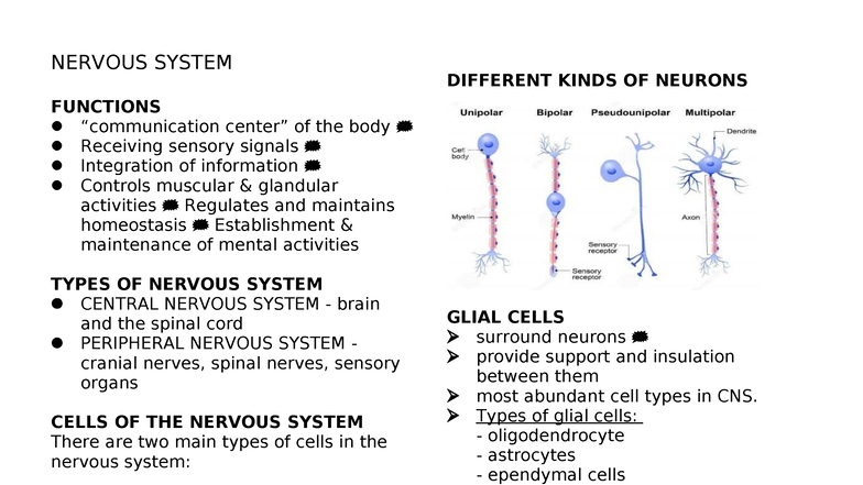 Nervous System: Types of Neurons and Their Functions (BIO 101) - Studocu