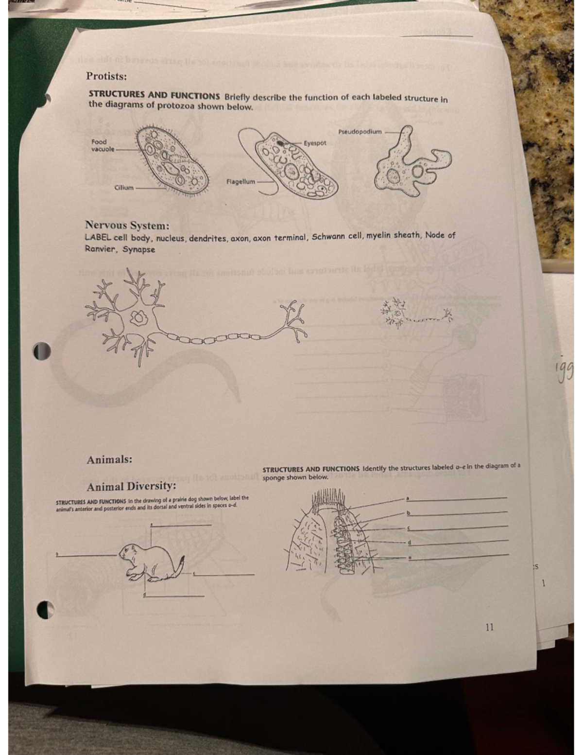 Protists & Animals: Structures and Functions Overview (BIO101) - Studocu