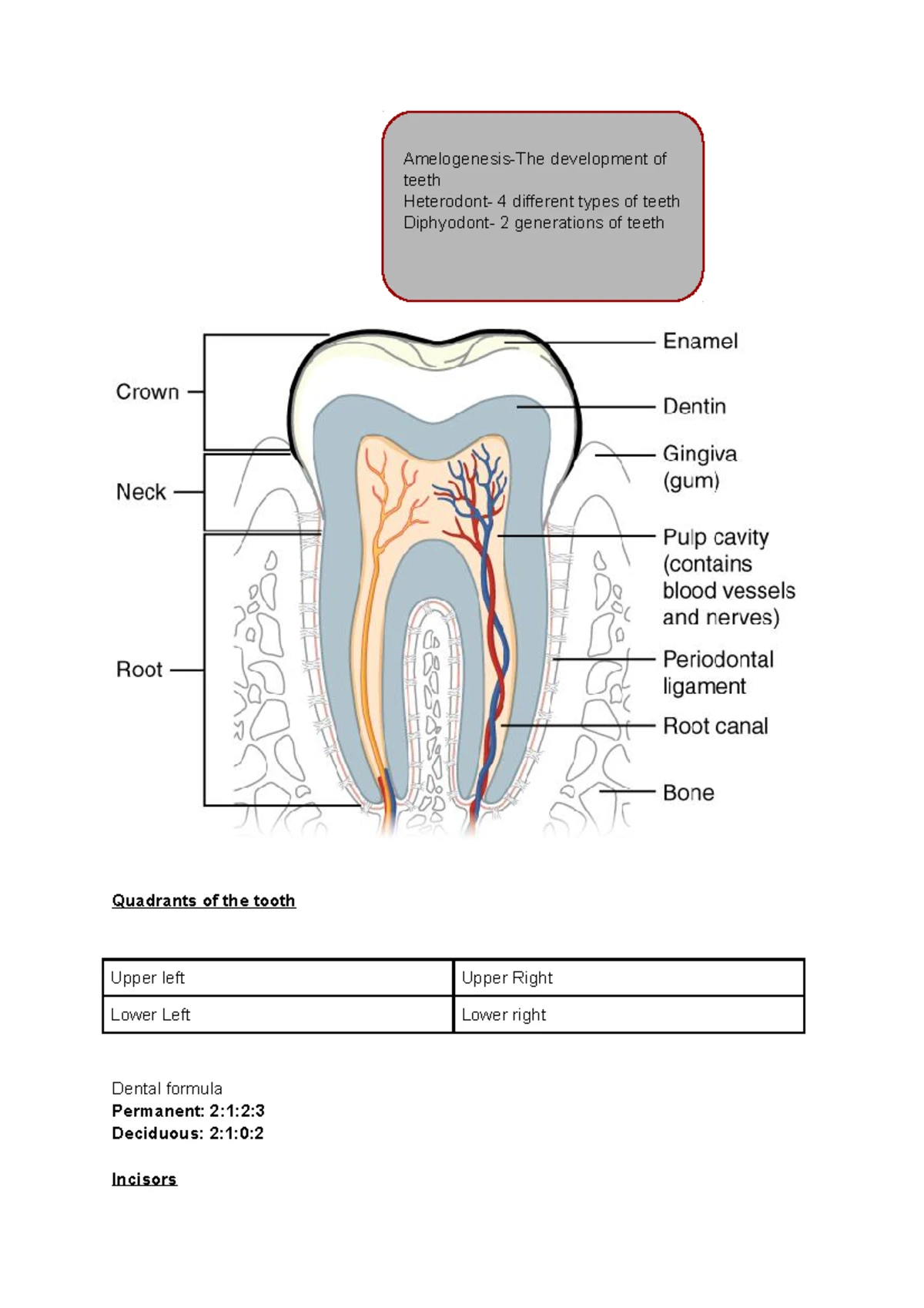 ANA122 Lower Limb and Foot Anatomy Worksheet - Studocu