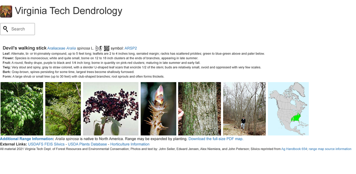 Virginia Tech Dendrology: Devils Walking Stick (ARSP2) Specimen Notes ...