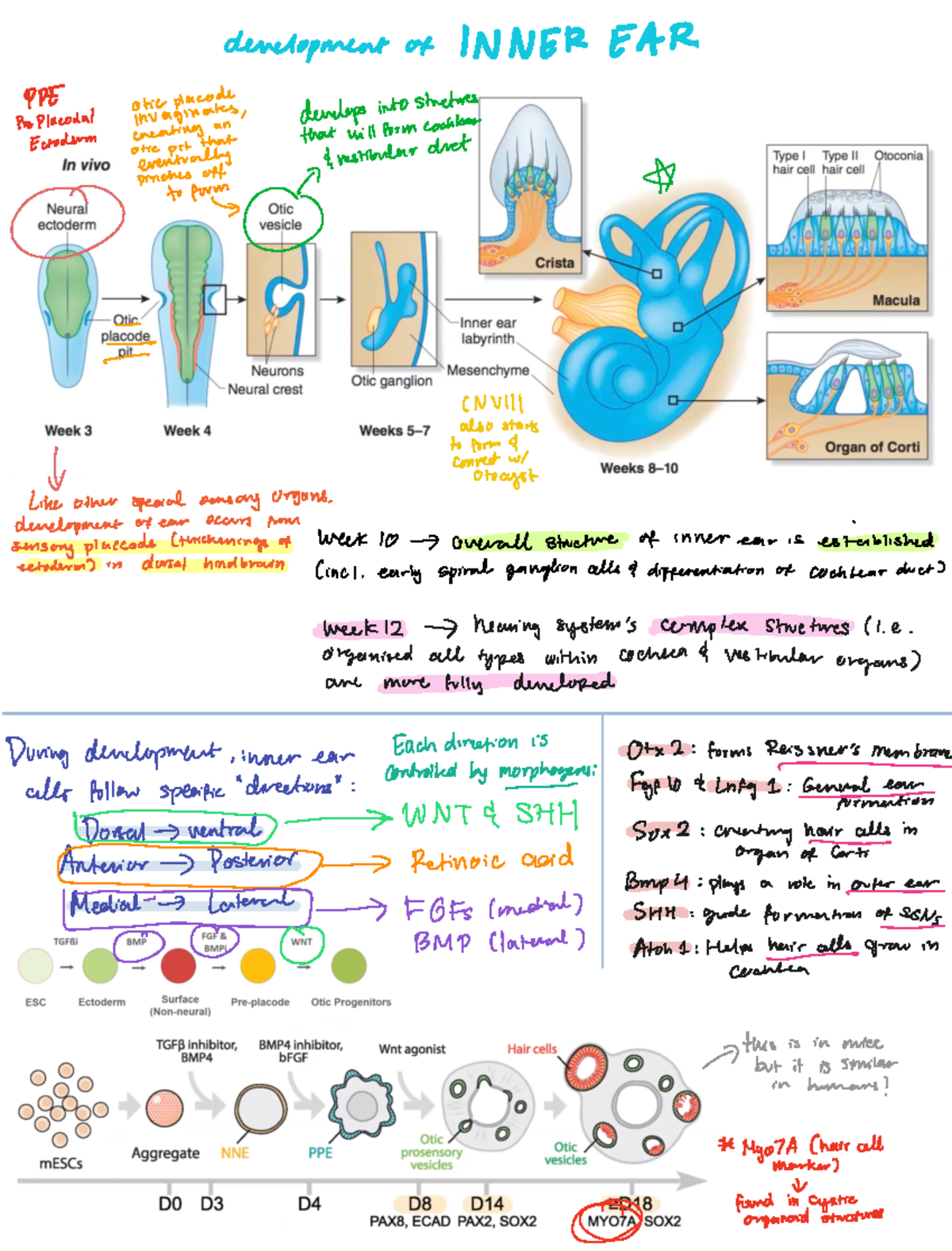 Summary special lectures - development of INNER EAR developsinto ...