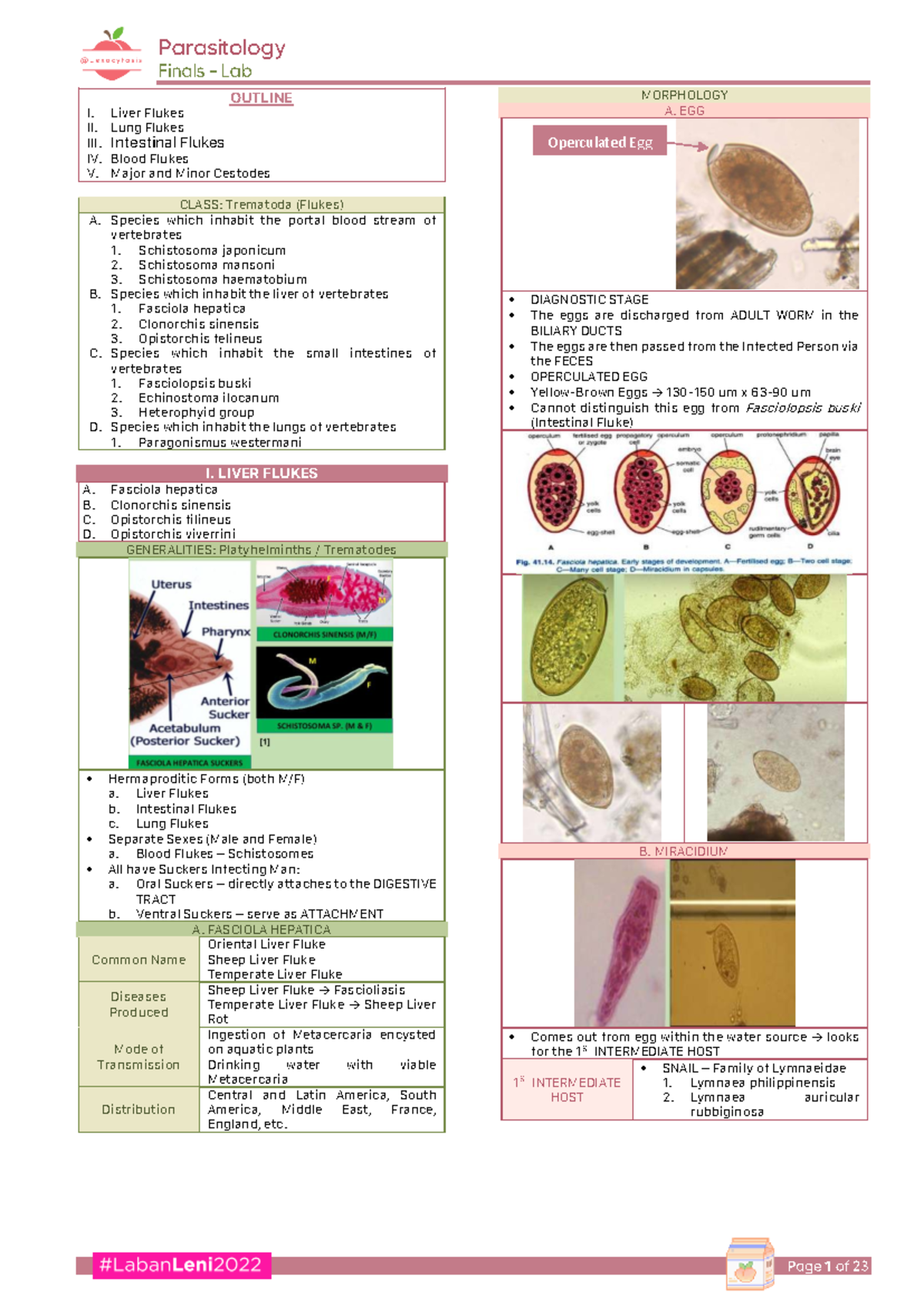 Parasitology Final Exam Review: Morphology of Trematodes and Cestodes ...