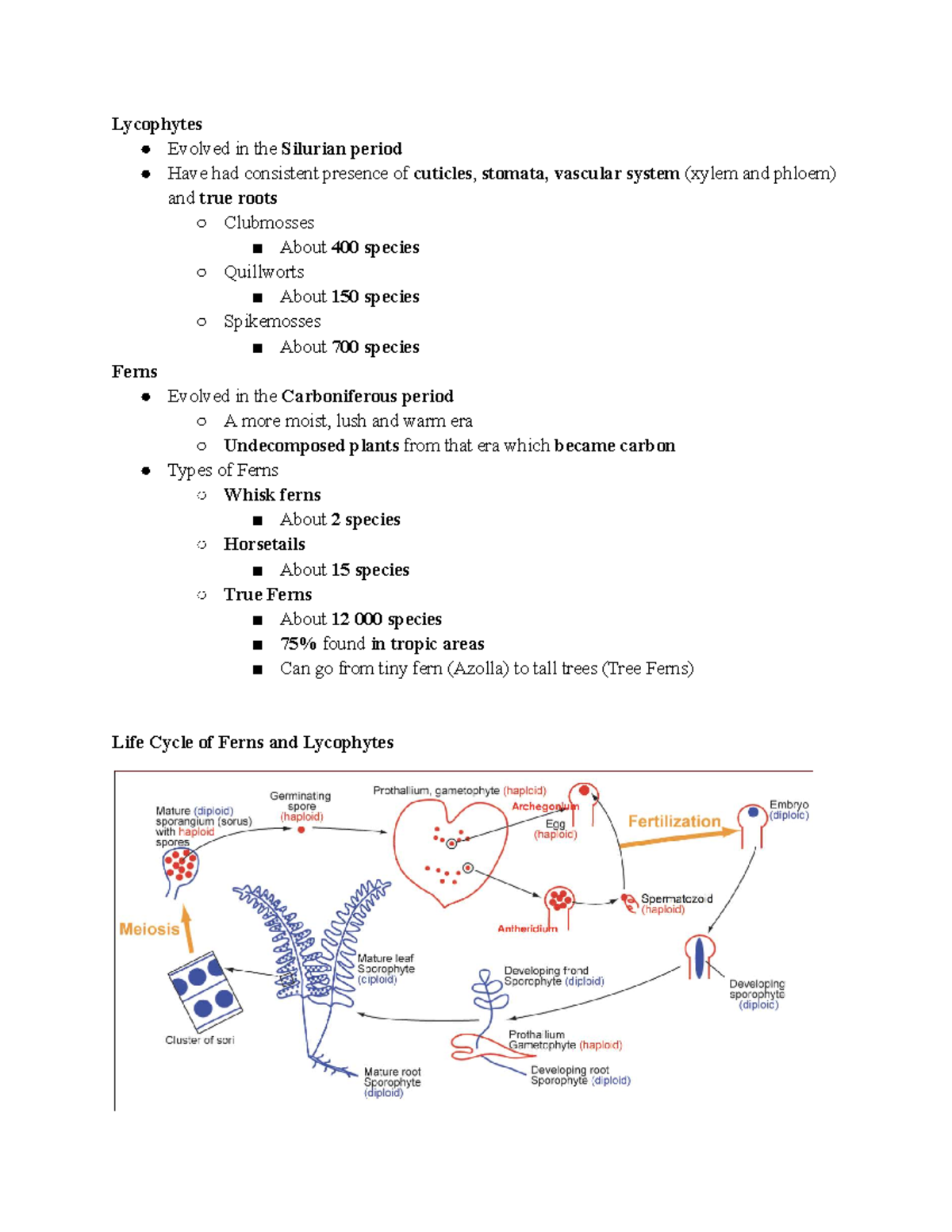 Module 1 Lecture 2: Life Cycles of Lycophytes and Ferns - Studocu