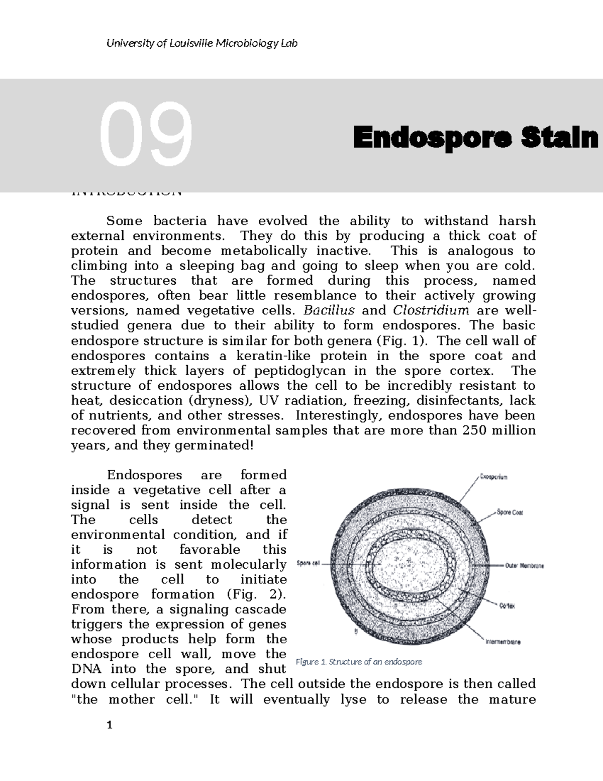Endospore Staining Techniques for Bacillus Subtilis - Microbiology Lab ...