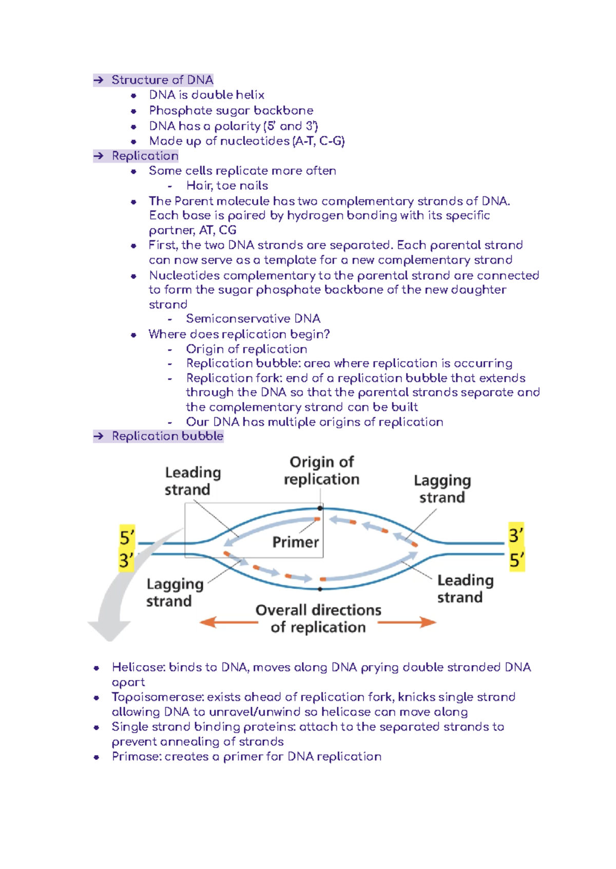 BIO 102 Week 8 - DNA Structure and Replication Overview - Studocu