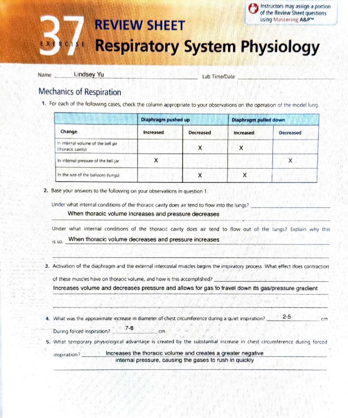 Lab 37 Review Sheet: Respiratory System Physiology Insights - Studocu