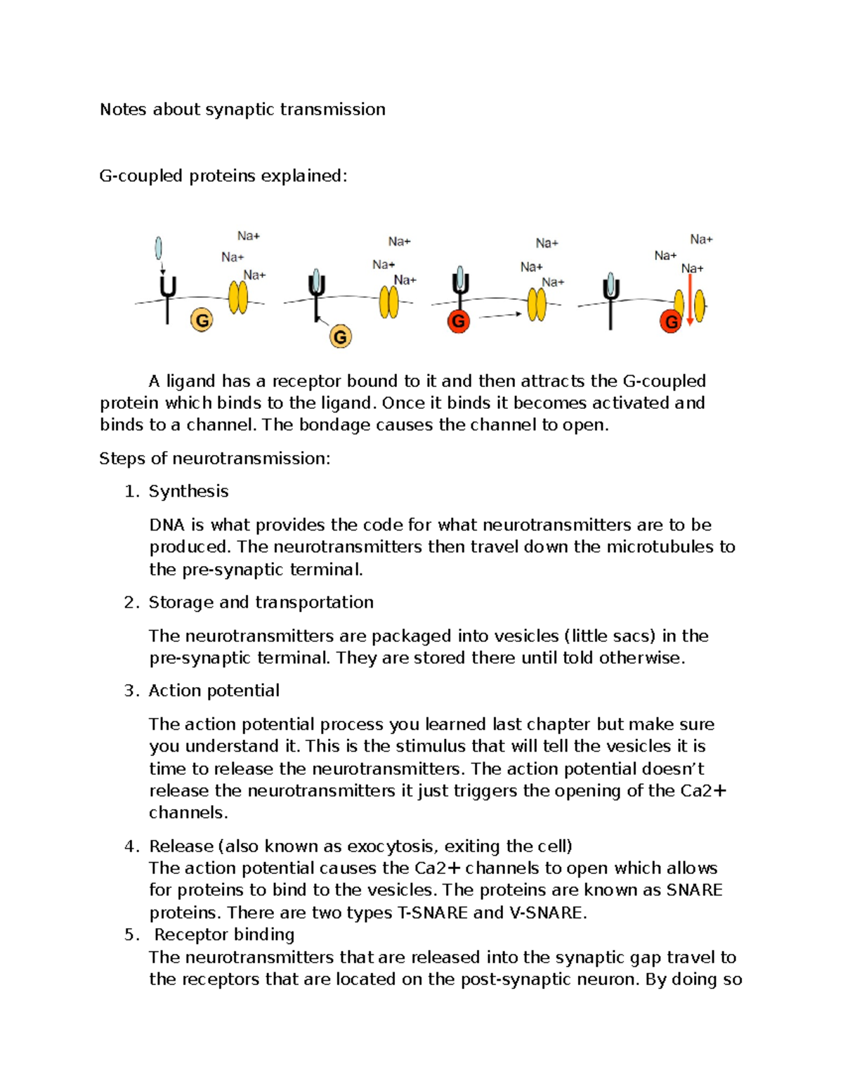 Ch 5 Neuro - Synaptic Transmission Notes and G-Protein Function - Studocu
