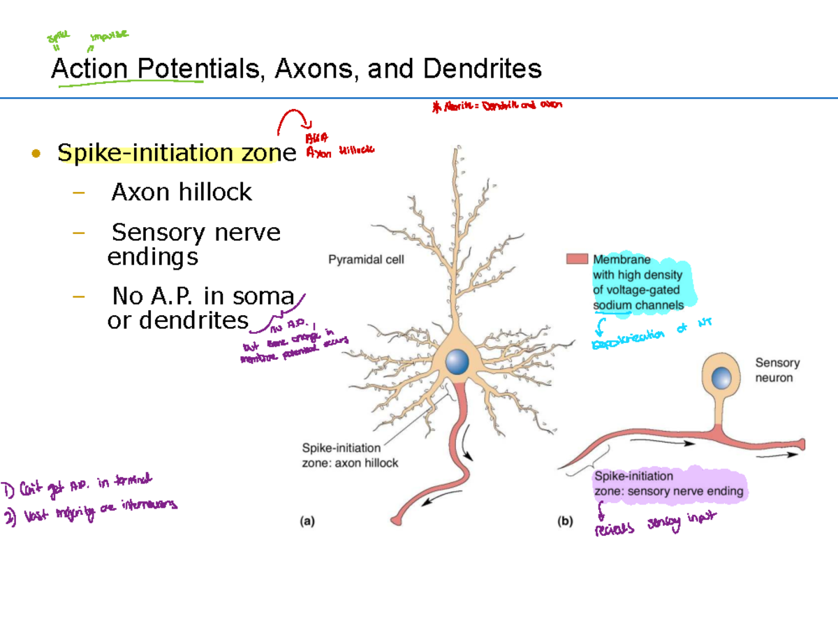 Lecture 6 - Action Potentials, Axons, and Synaptic Transmission - Studocu