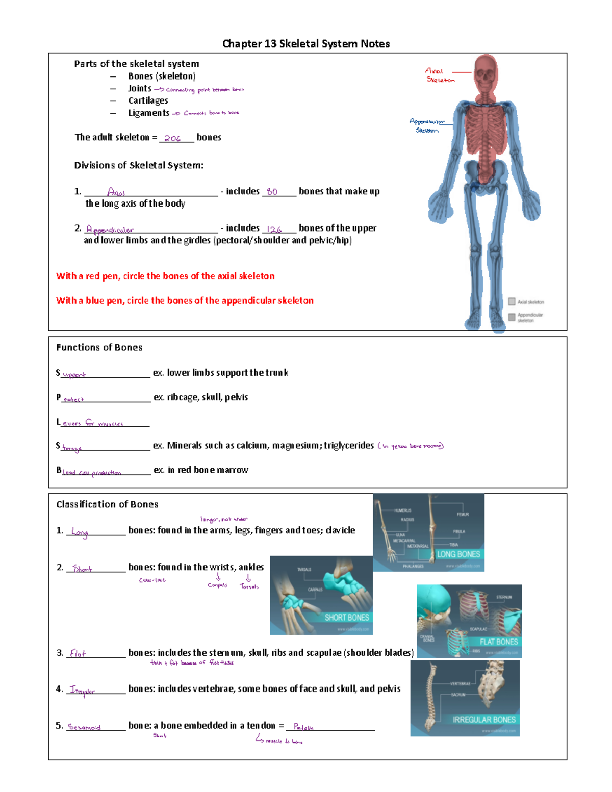 Chapter 13 Skeletal System Notes 11 - Chapter 13 Skeletal System Notes ...