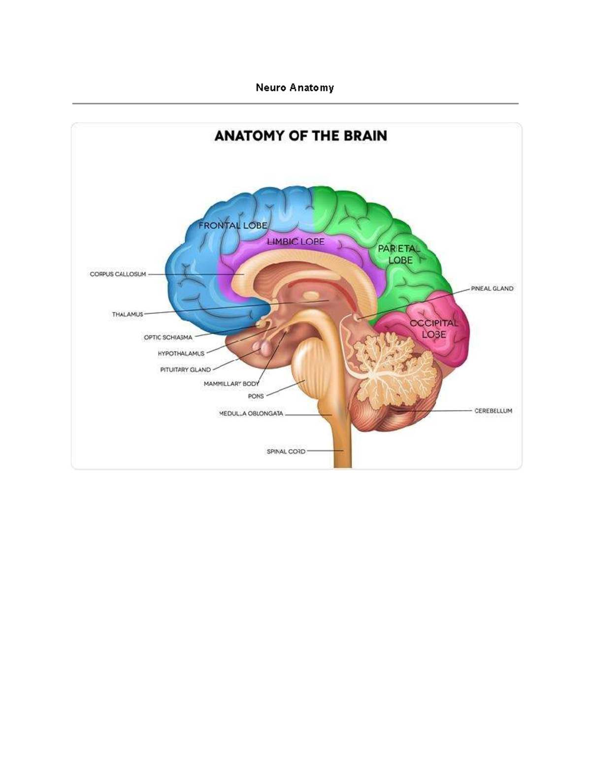 Neuro Anatomy 1: Overview of the Nervous System and Key Nursing Points ...