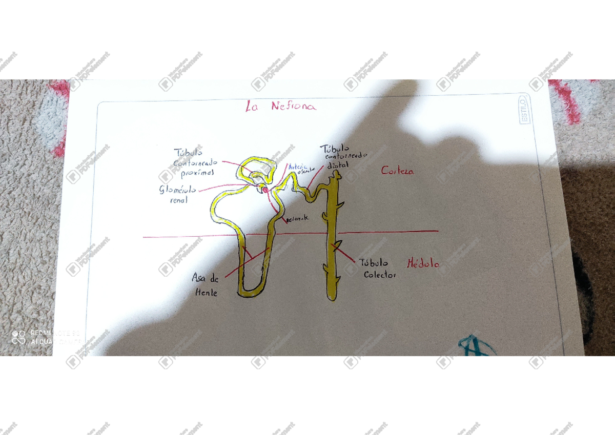Dibujo de la Nefrona 1 - Morfología dental - Be ppr you La Nefrona with ...