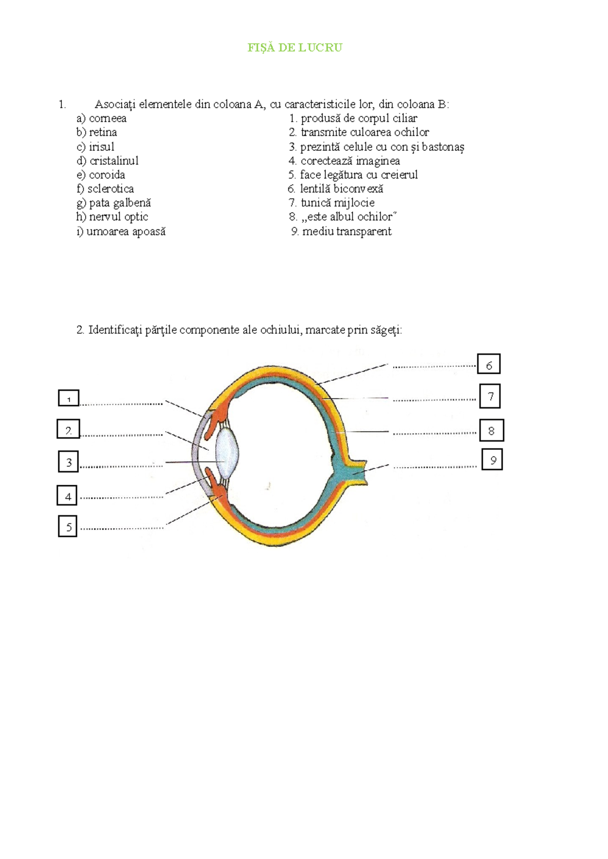 Ochiul fisa de lucru - FIŞĂ DE LUCRU Asociaţi elementele din coloana A ...