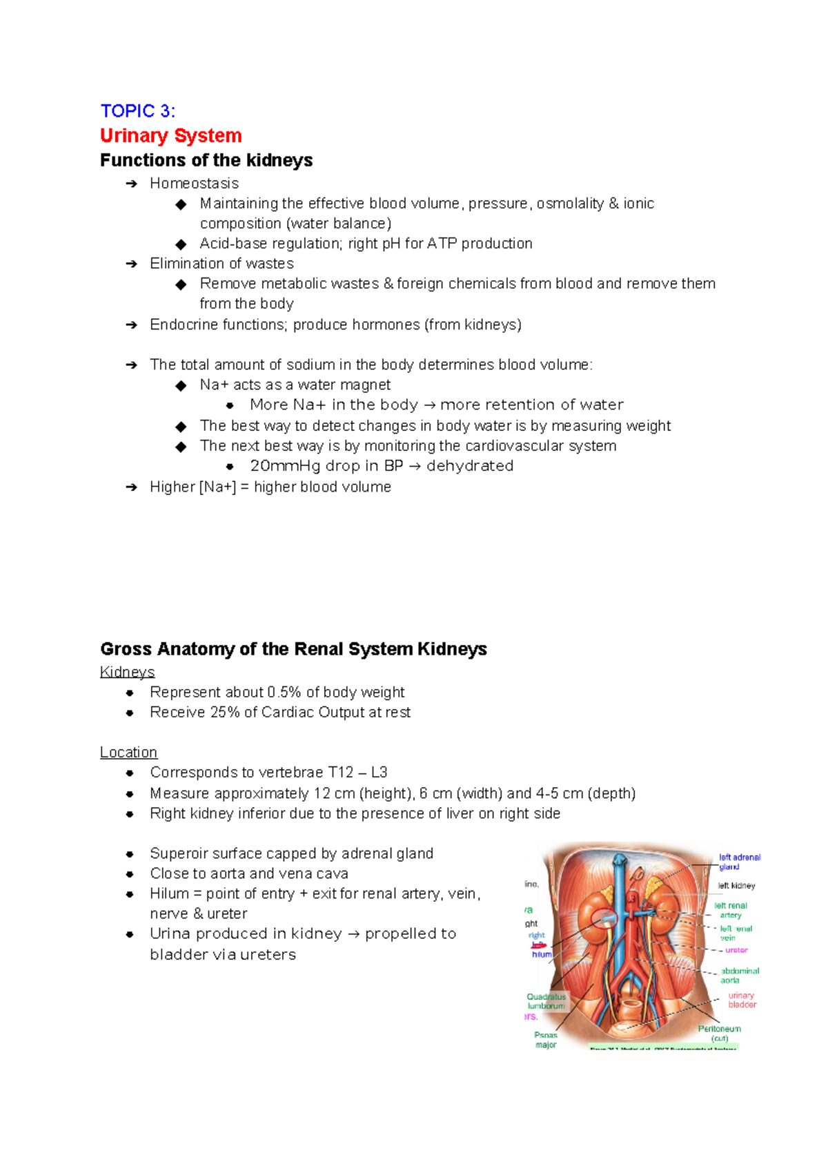 **Urinary System Overview and Functions - BIO 101** - Studocu