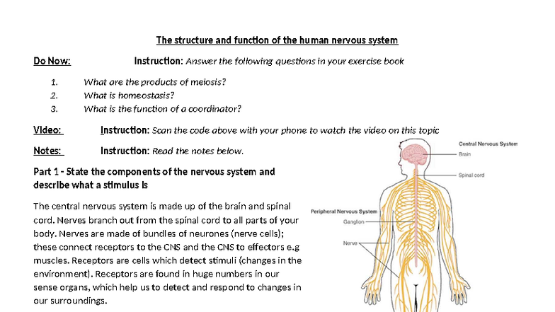 Nervous System Structure & Function Practice (BIO 101) - Studocu