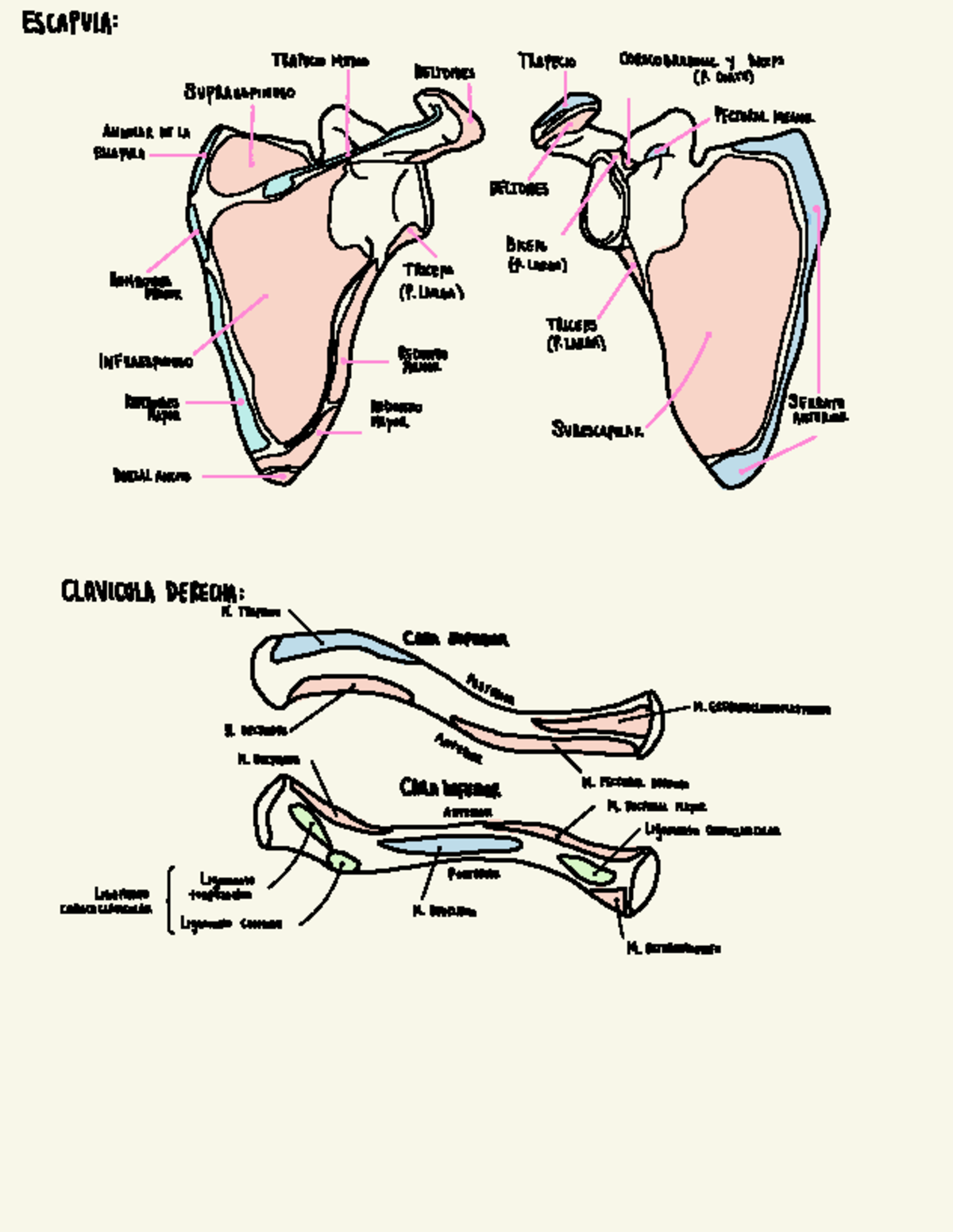 Clavícula Derecha: Vista Frontal y Posterior - Anatomía (4) - Studocu