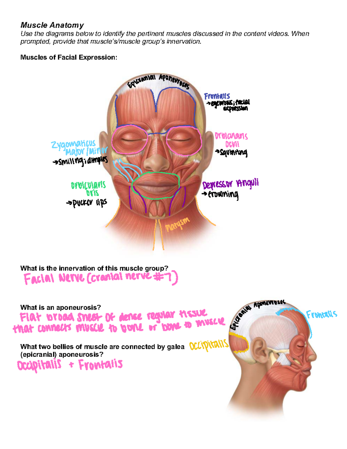 Muscle Anatomy & Labeling Practice for A&P 101 - Studocu