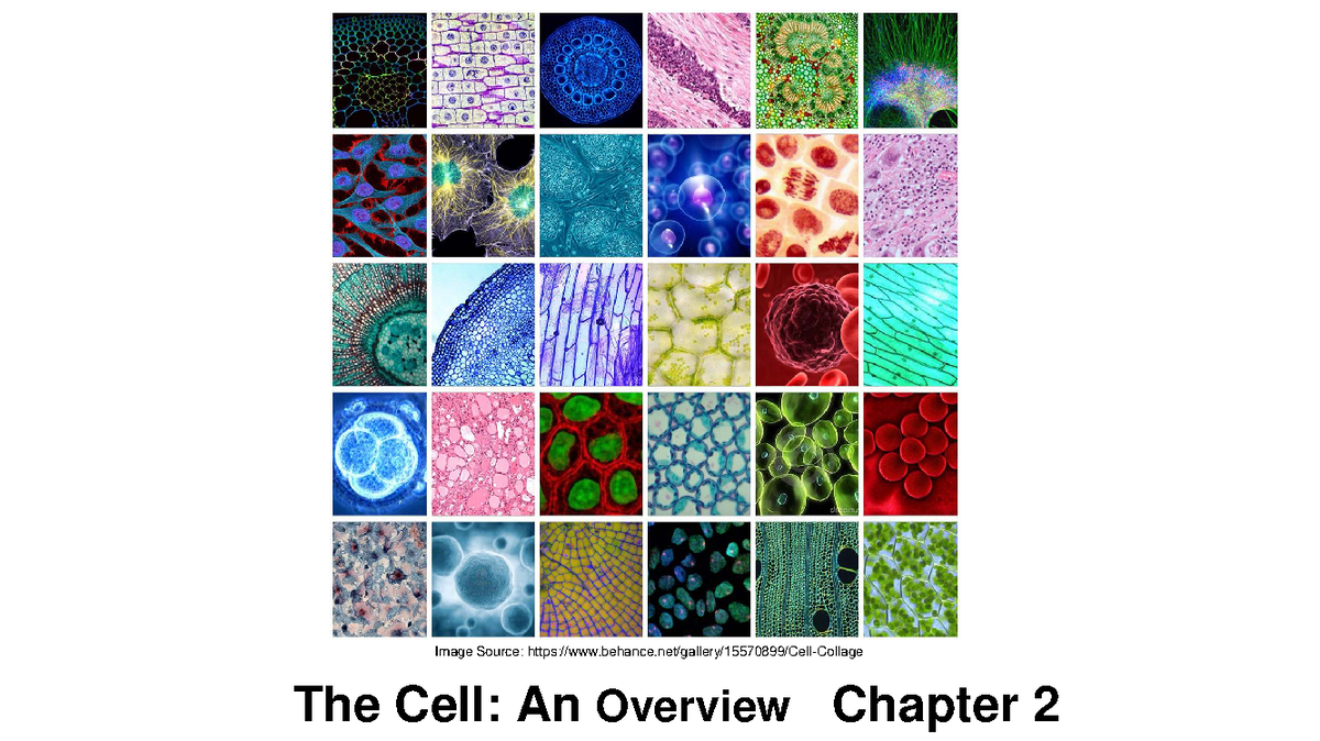 Biology 120: CH02 - Overview of Cell Structure and Function - Studocu