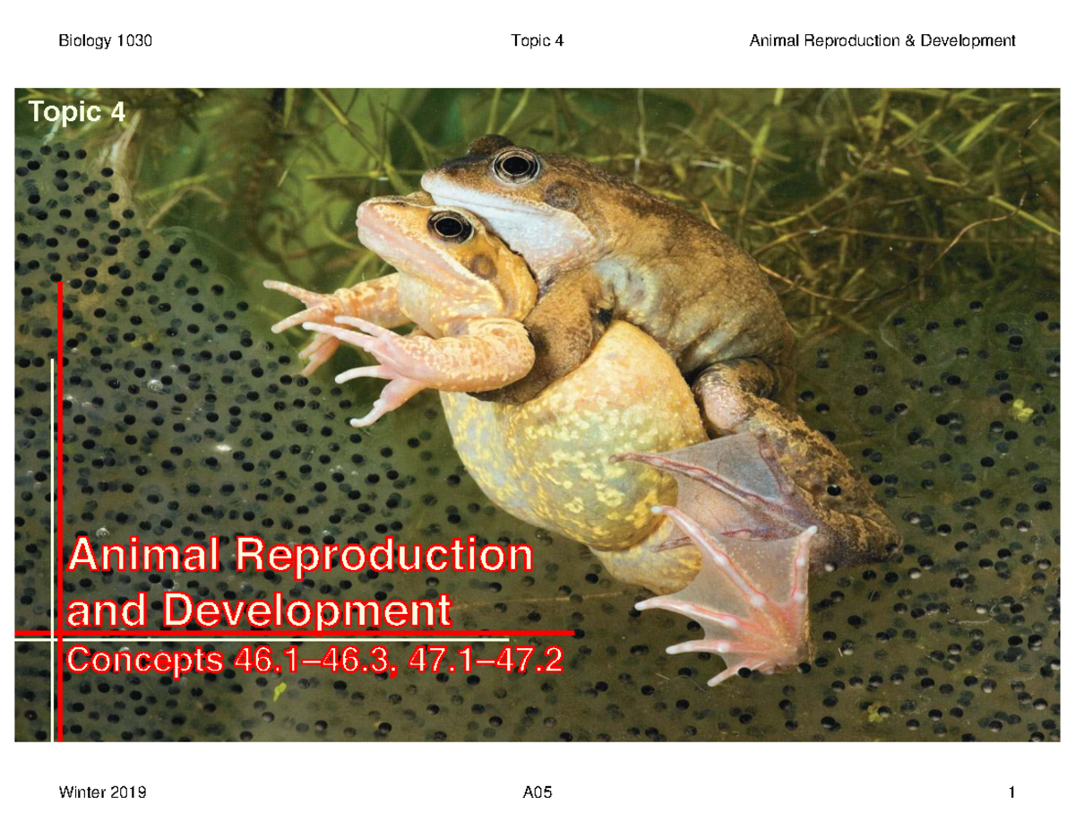 Biology 1030 Winter 2019 Notes: Animal Reproduction & Development - Studocu