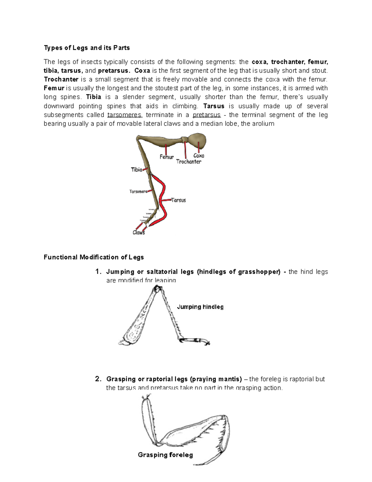 Types of Insect Legs and Their Functional Modifications - Studocu