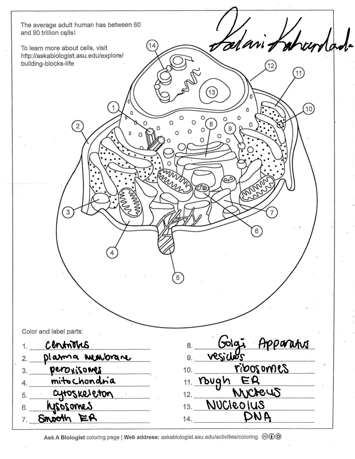 Building Blocks of Life Crossword Puzzle 2 - Biology Fun