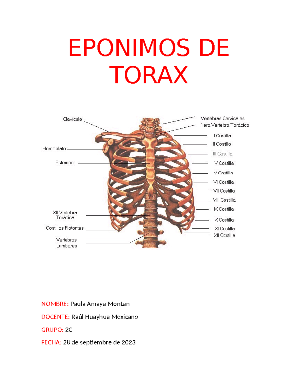 Eponimos DE Torax - Anatomia - EPONIMOS DE TORAX NOMBRE: Paula Amaya ...