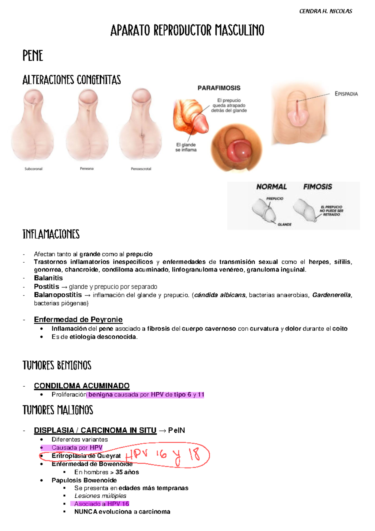 Aparato Reproductor Masculino - Afectan tanto al grande como al ...