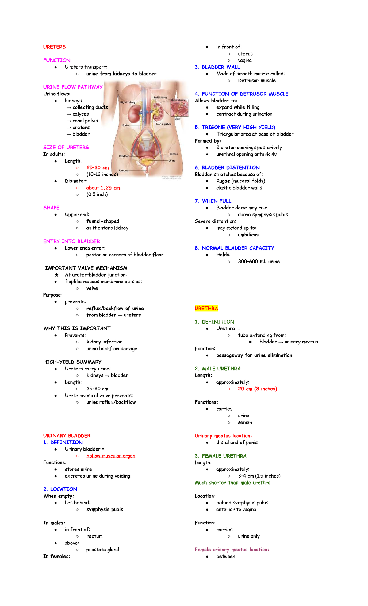 URETERS AND URINARY SYSTEM FUNCTION: A Comprehensive Overview - Studocu