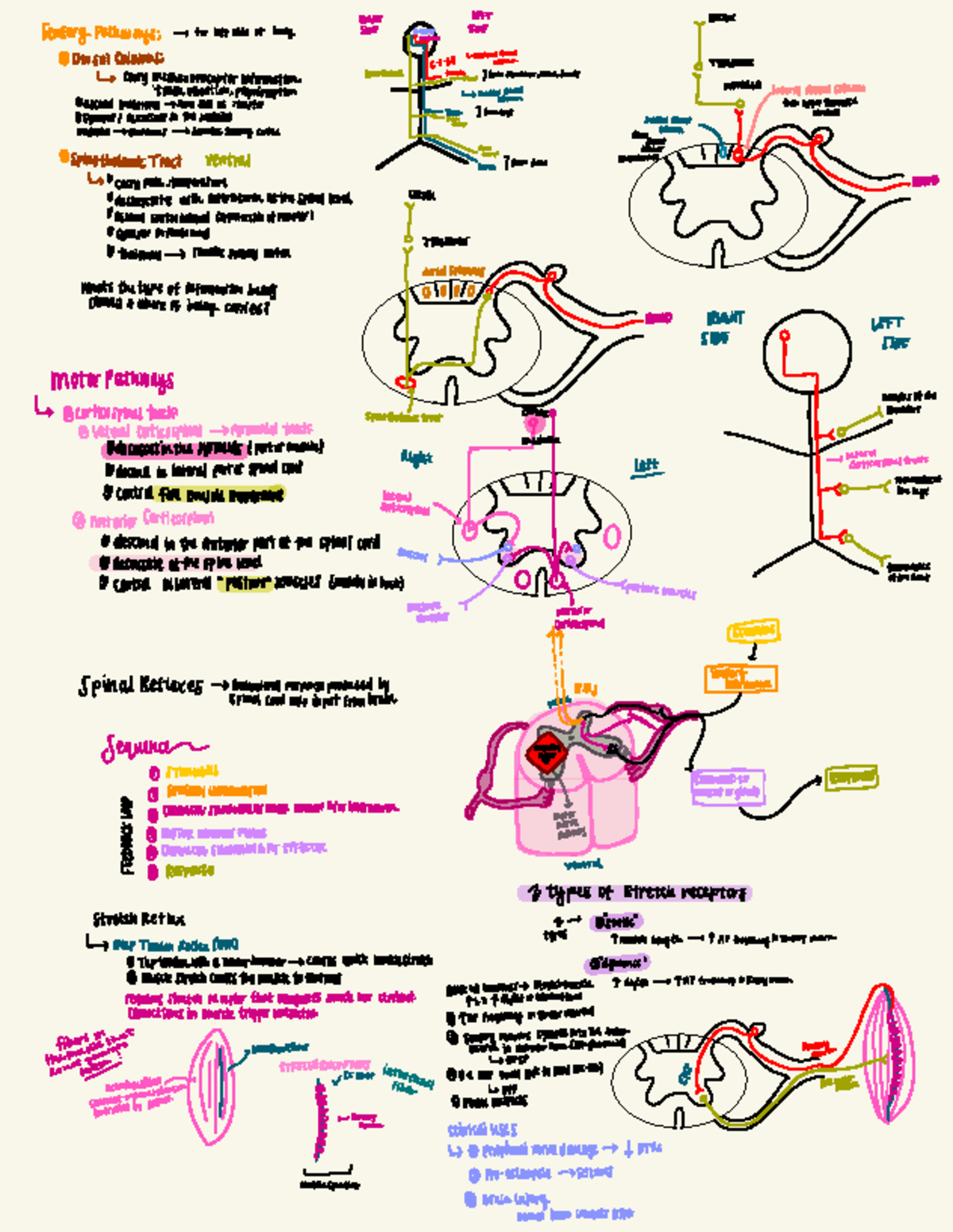 Physiology 1 Part 3: Sensory and Motor Pathways Overview - Studocu