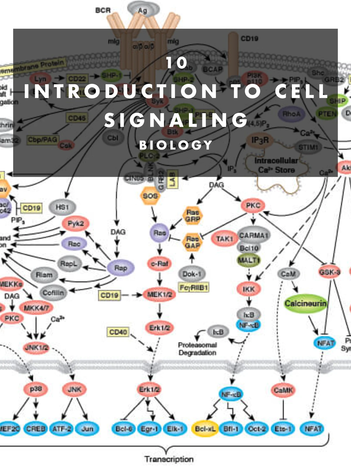 12. BIOLOGY: Cell Differentiation and Stem Cell Mechanisms - Studocu