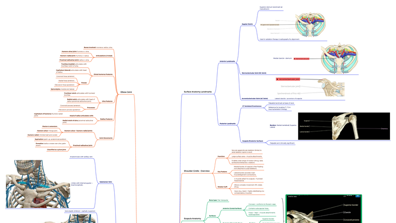 2D03 Lecture 2: Shoulder Girdle & Upper Limb Vessels Overview - Studocu