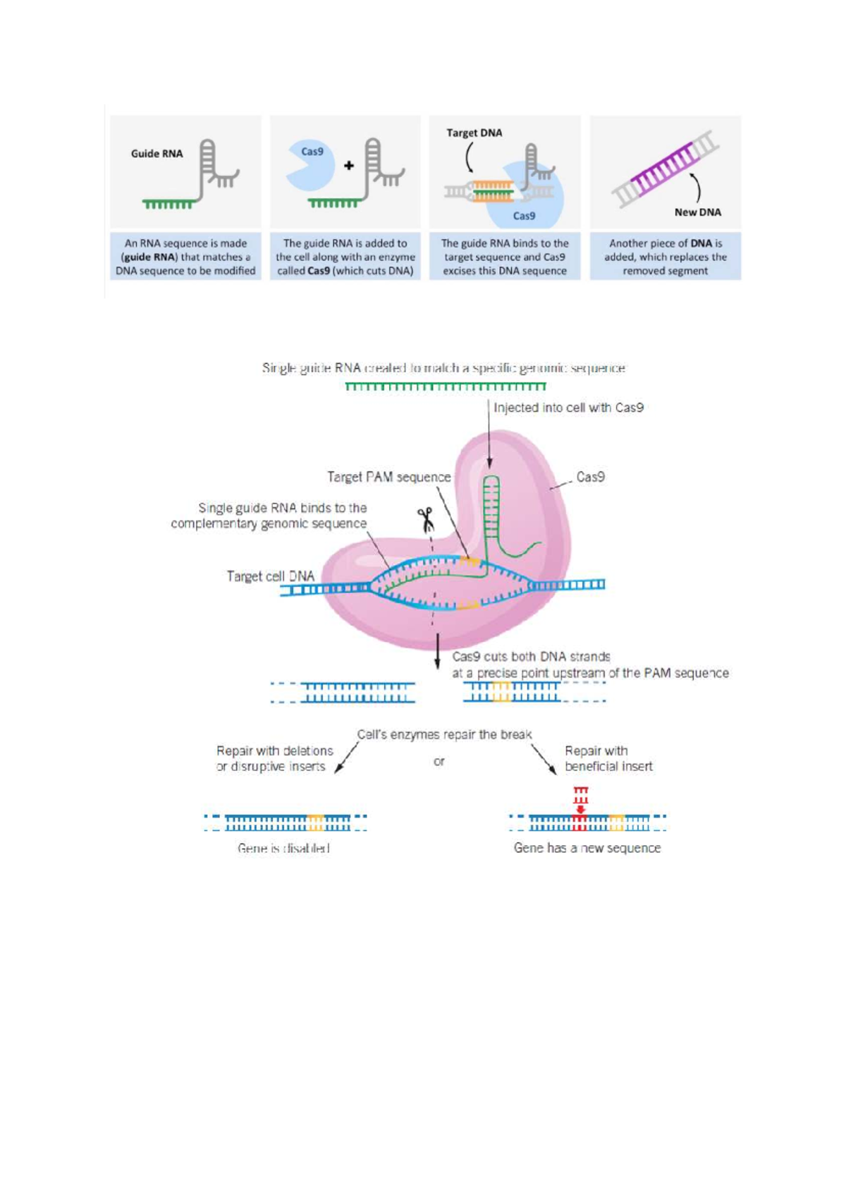 CRISPR-Cas9 Process Summary: Targeting DNA with Guide RNA - Studocu