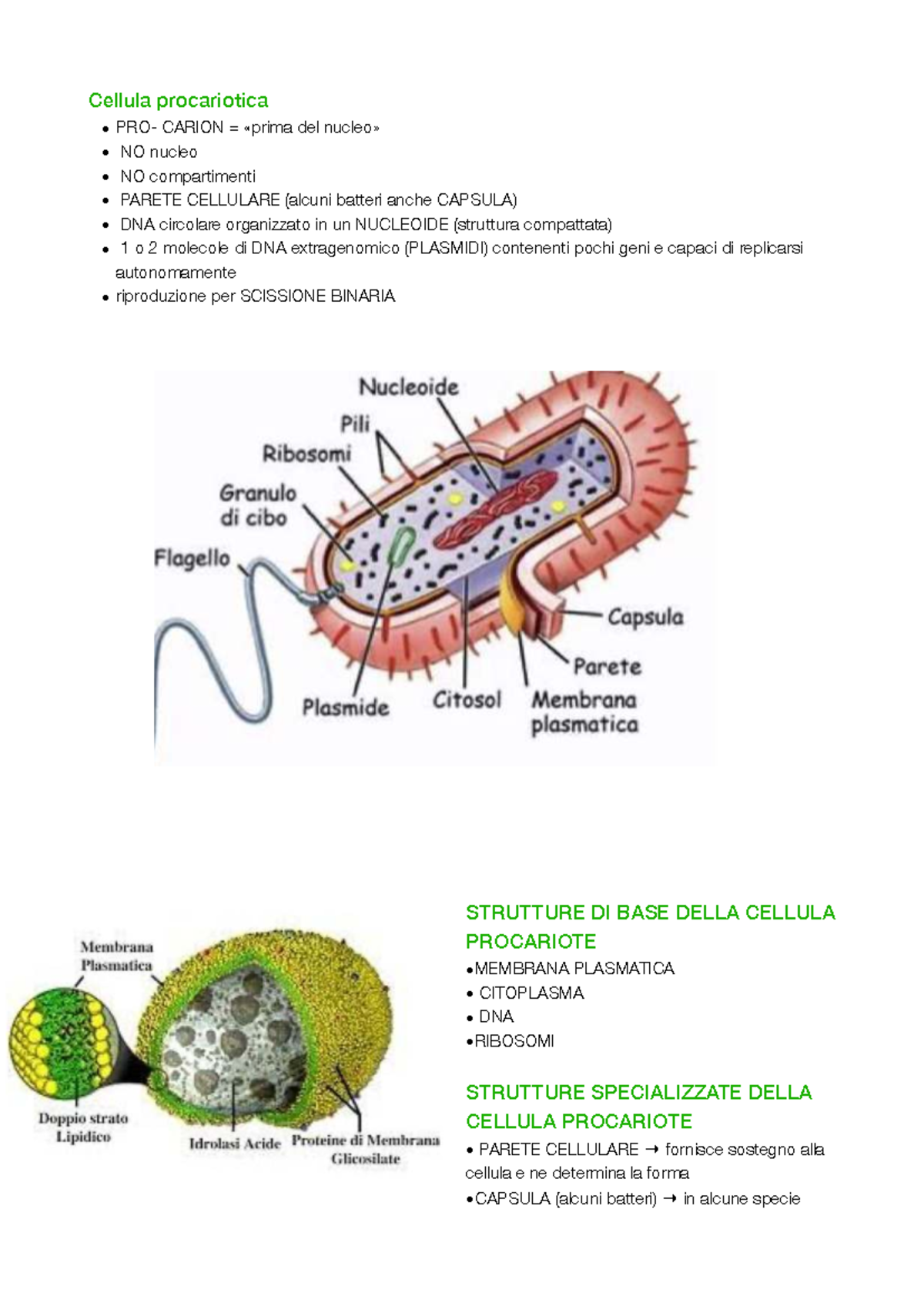 Biologia: Struttura e Funzioni delle Cellule Procariote - Studocu