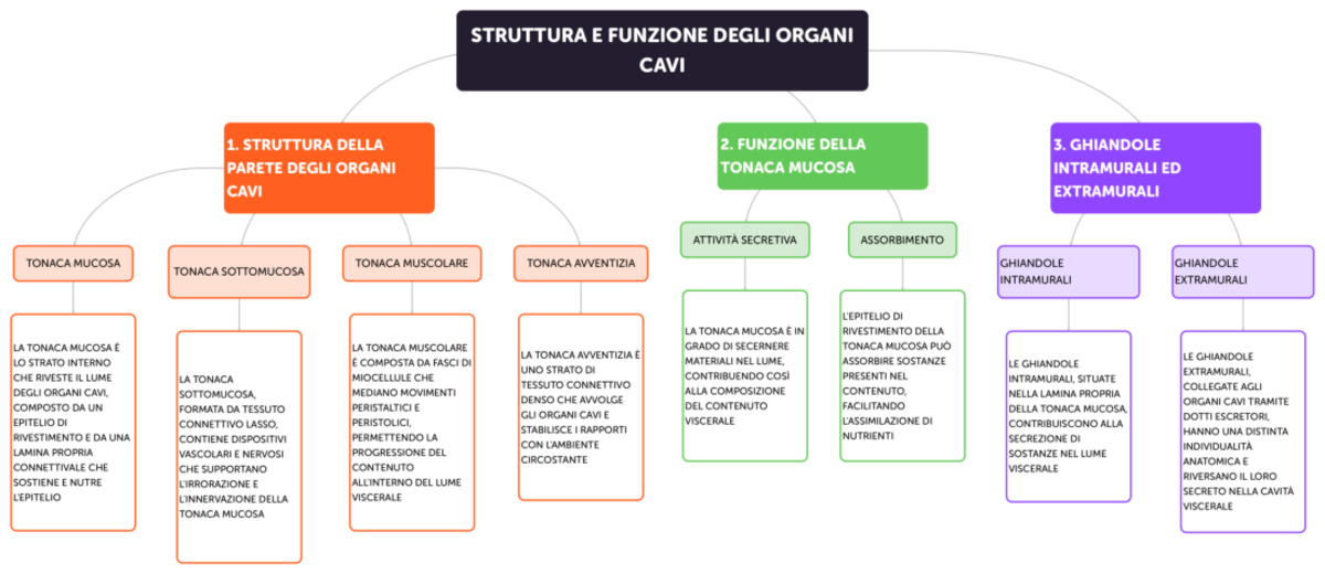 Struttura e Funzione degli Organi Cavi: Membrane Sierose e Vasi ...