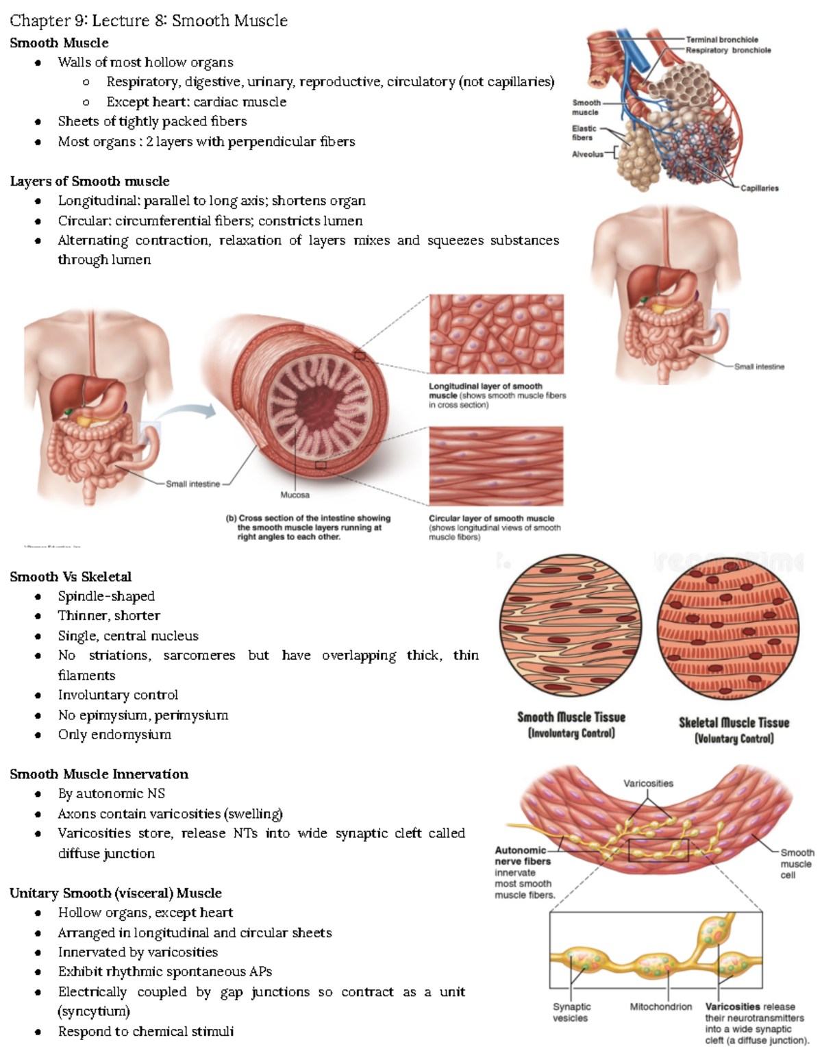 Lecture 8 - Chapter 9: Essentials of Smooth Muscle Structure & Function ...
