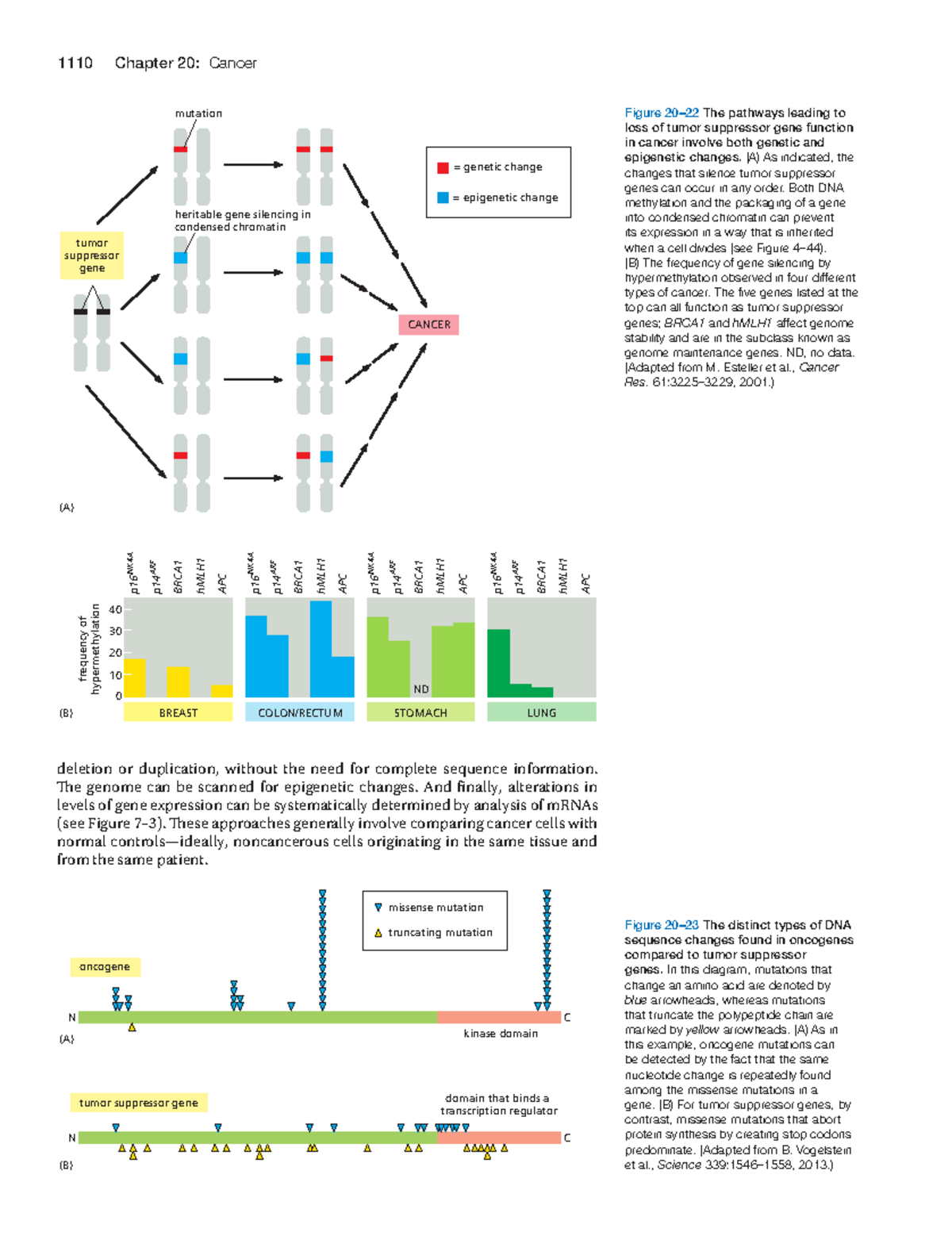 Chapter 20: Cancer - Genetic and Epigenetic Changes in Tumor Suppressor ...