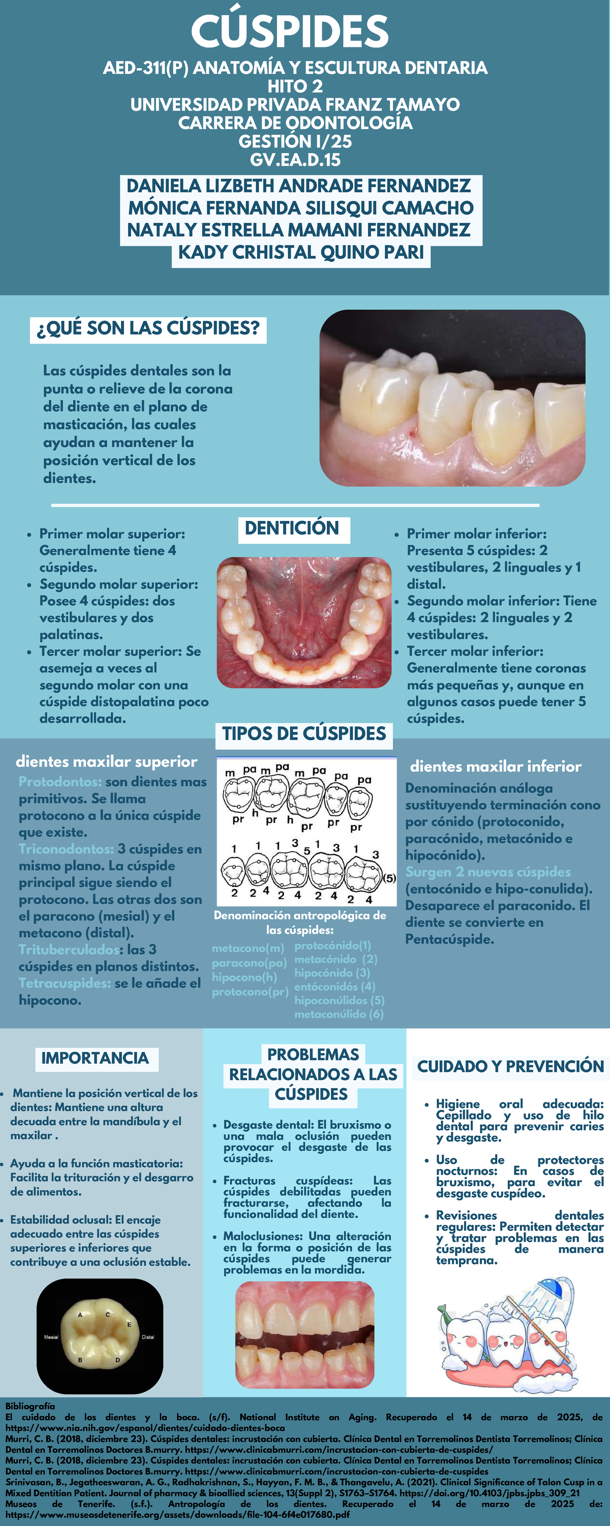 CÚSPIDES DENTALES: ANATOMÍA Y FUNCIONES EN ODONTOLOGÍA GV.EA.D.15 - Studocu