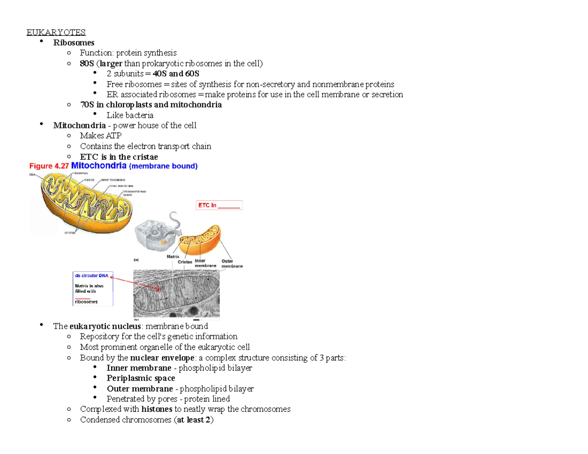 **BIOL 101: Exam 2 Notes on Eukaryotes and Viruses** - Studocu