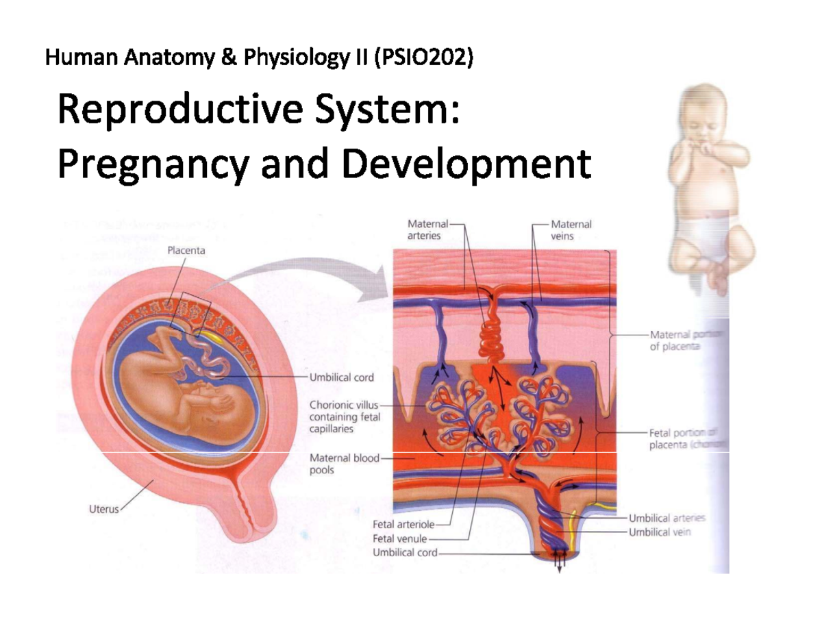 Embryonic Development & Placental Functions in Human Pregnancy (BIO 101 ...