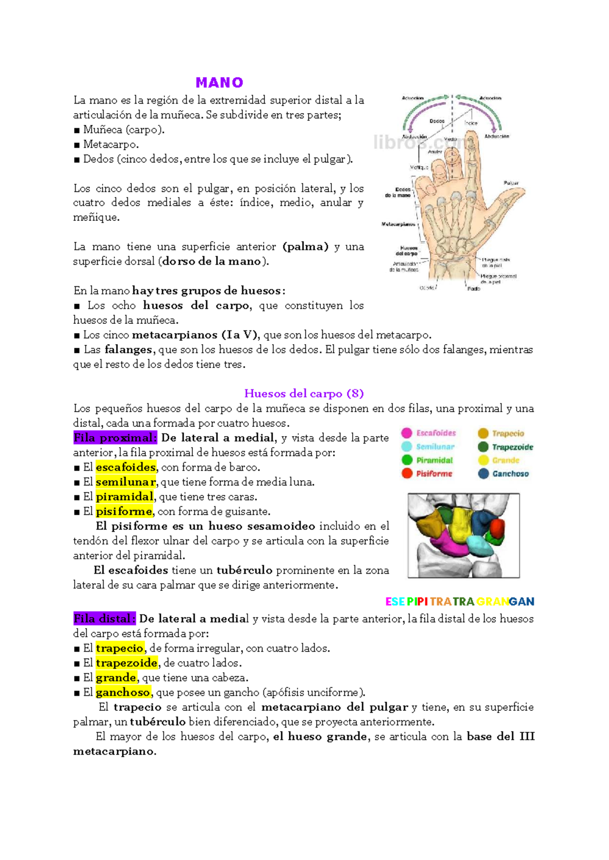 Merinden Modelo De Corazón Humano De 2 Piezas, Pintado A Mano, Tamaño Real,  Para Anatomía, Consultorio, image size:1200x1694